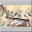 Autographa gamma - Gammaeule 06.jpg